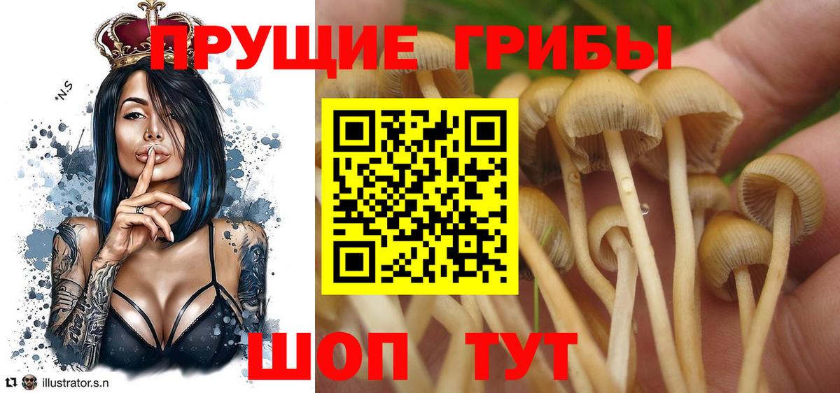 Нижний Тагил  Галлюциногенные грибы Psilocybine cubensis  Вход с VPN 